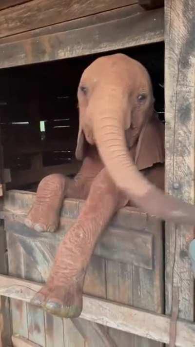 Kinyei would like everyone to know that she is not ready to go to bed! @ Sheldrick Wildlife Trust in Kenya
