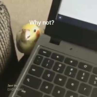 Peck da bass+Yummy plastic (Hardbass birb 5)