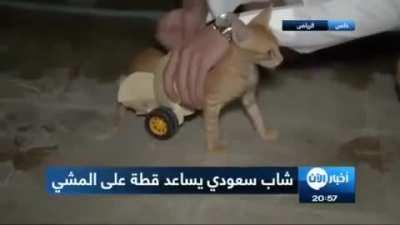 I can go now, my fellow kittens need me