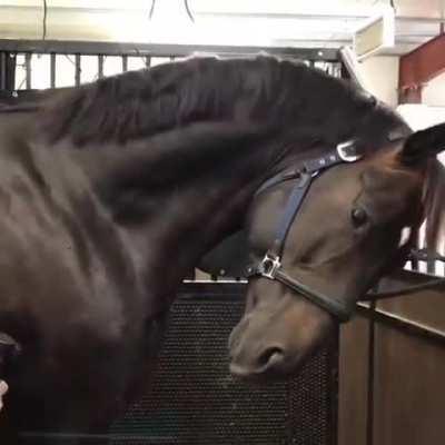 Horse doesn’t know how to handle a massage gun