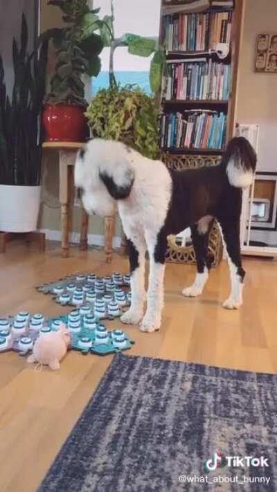 Диалог с собакой: чел: