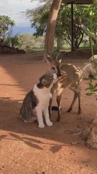 Friends must help each other