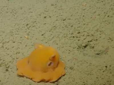 This little fella who is trying to hide behind his own tentacles is a Flapjack octopus. They are so ‘cute and adorable’ that the scientists initially wanted to give it the specific name 