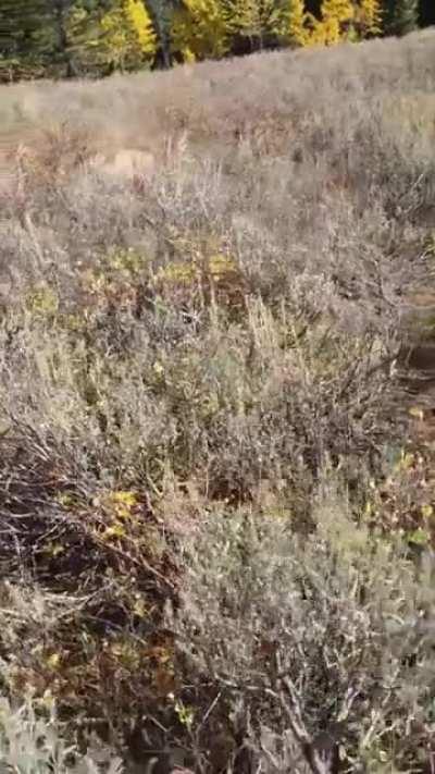 Mountain Lion stalks man in Idaho. Saved by Glock27 warning shots