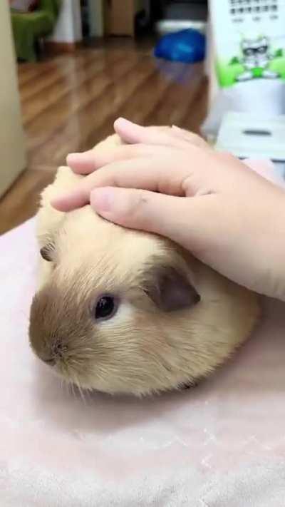 Super cute guinea pig
