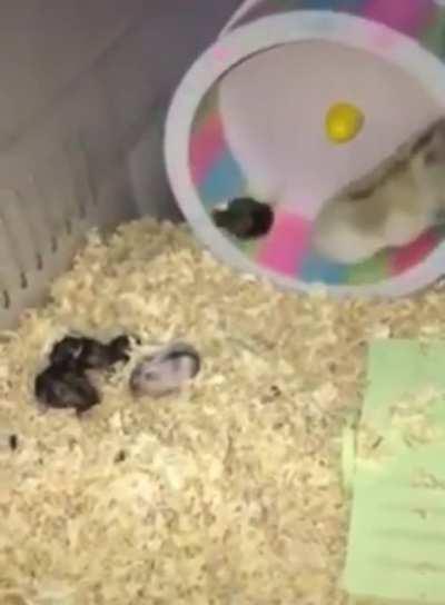 Hamster decides this child in particular has to suffer