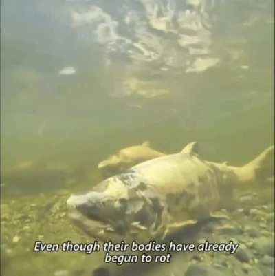 Zombie salmon - after mating salmon begin to rot alive