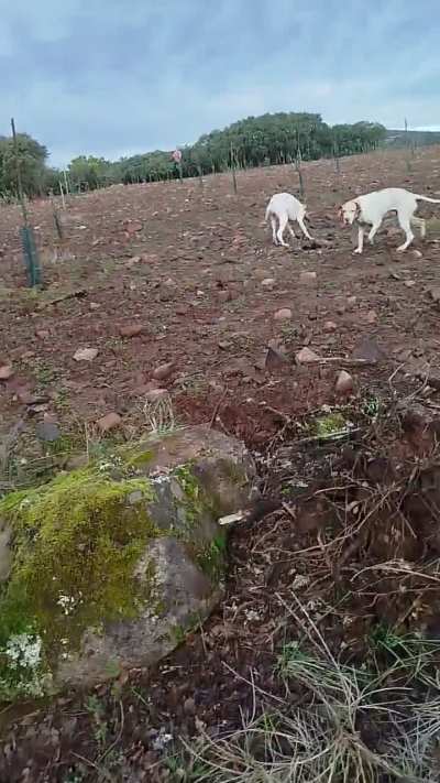 Pointer de no Dama .. cobrando a sua primeira 