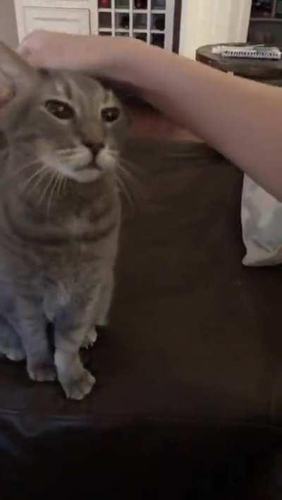 A few of Handsome’s polite requests for pets