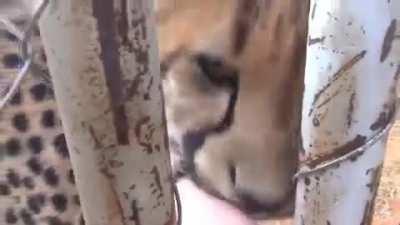 Did you know the badass cheetah sounds like THIS??