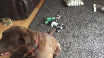 She got a new sister!