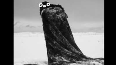 From my SCP-5998 video