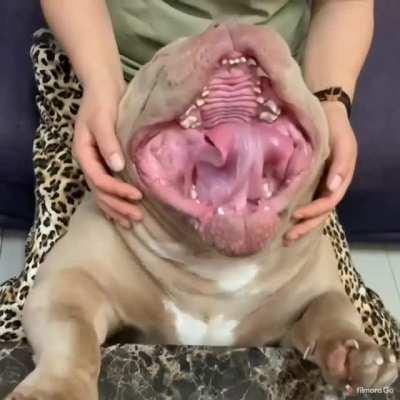 What an adorable house hippo!