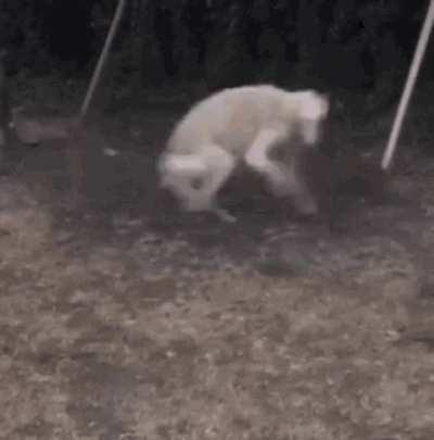 thoughts on this og?