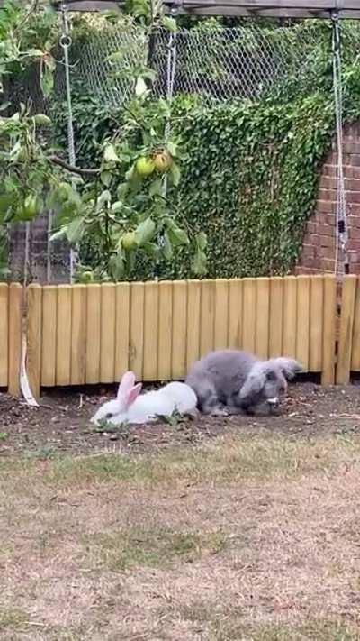 Admiring the beautiful couple🥺♥️🐰🐰