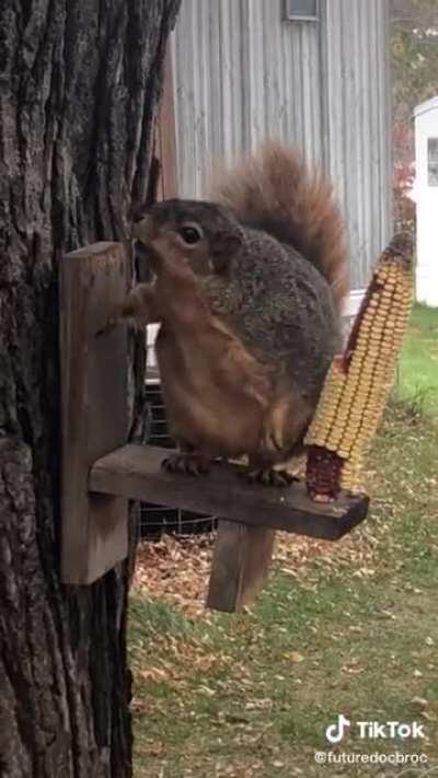 Белочка любителя хорошо покушать