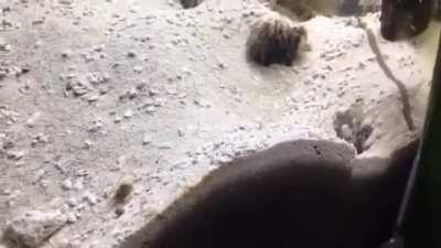 Two asshole neighbors that know exactly what they are doing