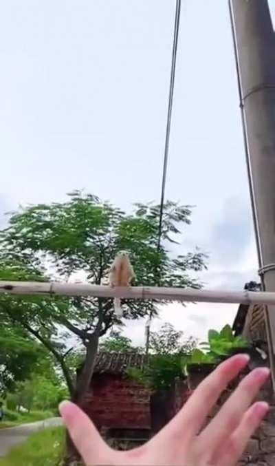 Flying In To See You