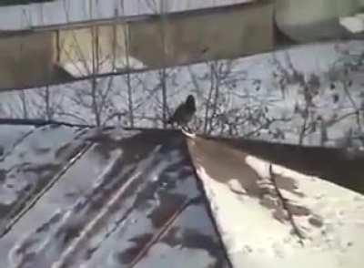 This crow uses a jar lid to slide down a snowy roof