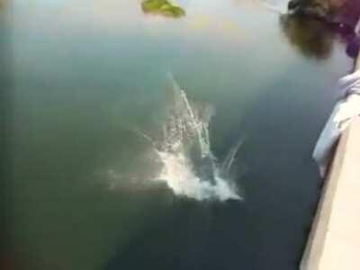 Bridge jump belly flop.