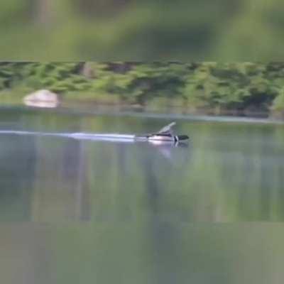 🔥 Loon makes a smooth landing on water