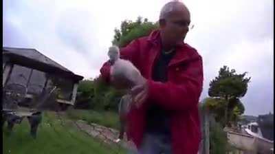 Man saves a baby swan while it's mom is being a mama!