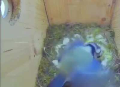 Intruder bird wanted to mate with her but she calls for her man and he comes home