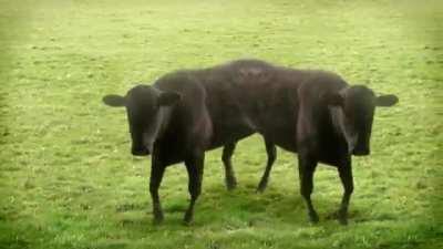 COWS AND COWS AND COWS AND COWS AND COWS AND COWS AND COWS AND COWS