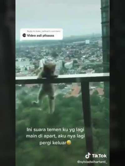 Ngapain sih meng, bikin ngilu aja