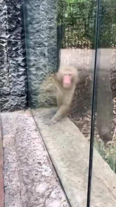 The monkey who was stunned by the magic show he watched.
