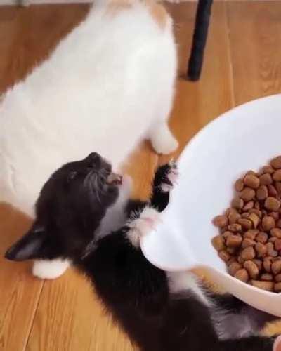 Da hat aber einer Hunger 😻