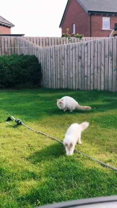 It’s the flying floof!