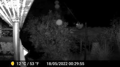 Der Garten wird jetzt für Zirkusübungen genutzt... semi-erfolgreich