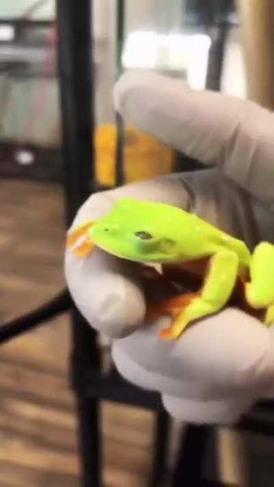 This frog fully opening his eyes