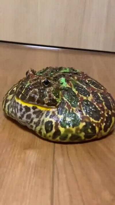 I wonder what kinds of enimies ill find in this fantasy RPG? The Level 1 Slime