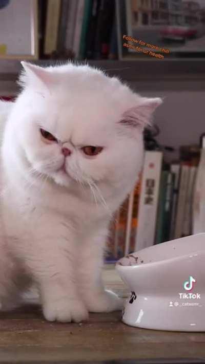 Let Sushi decimate ur anxiety with her relaxing chomps✨