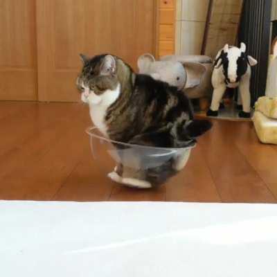 Maru blesses this bowl