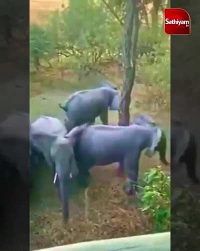 Protection layer of Elephants
