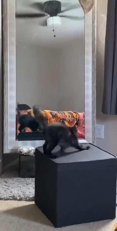 Why you sexy little beast