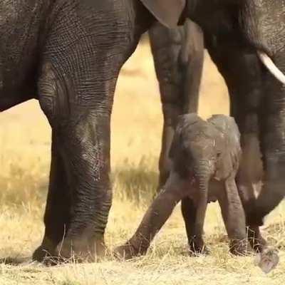 Welcome this baby elephant ð 7 minutes old !