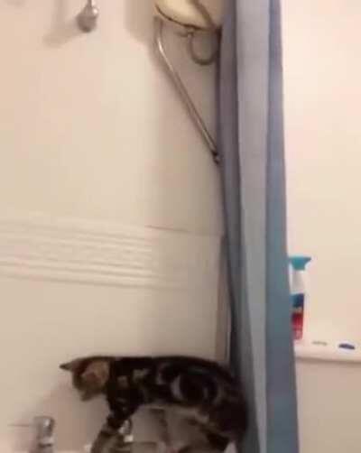 Curious kitty does not like tub