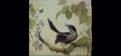 1987 Yılında nesli tükenen Kauai kuşunun sesi. Hayatta kalan son erkek, hiç gelmeyecek olan dişi kuş için şarkı söylüyor. 07 küçük kuş.