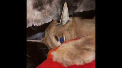 Floppa sussy impostor??😳😳😳