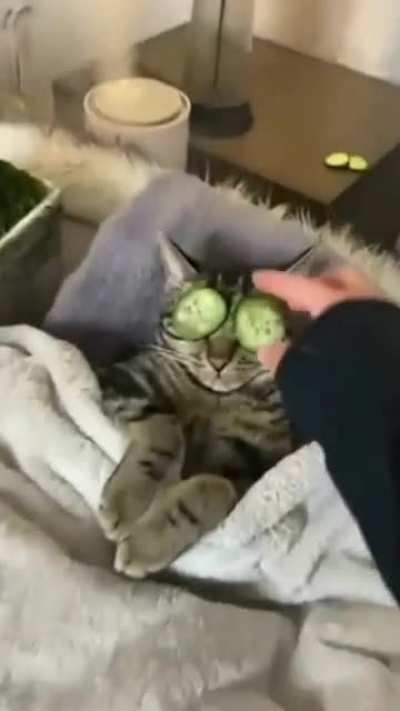 Deixa o gato sua chata