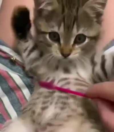 Getting her belly rubbed