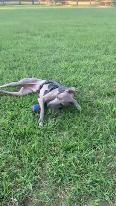 Ahhhh, grass… wait, ball! Ooooo, grass… oh, a ball!!!!!