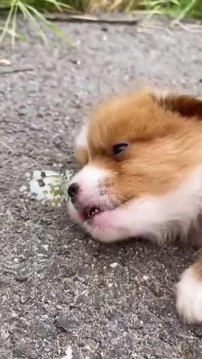 DOG ViScIouSLy gEts AttAckED bY EVIl BuTTErFly
