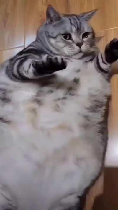 Massive Fluff Unit is Petted