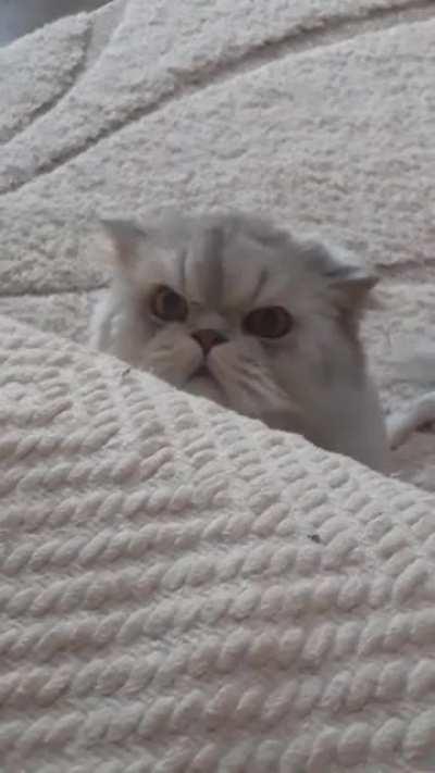 И львы с тех пор обижены &mdash; наполовину стрижены.