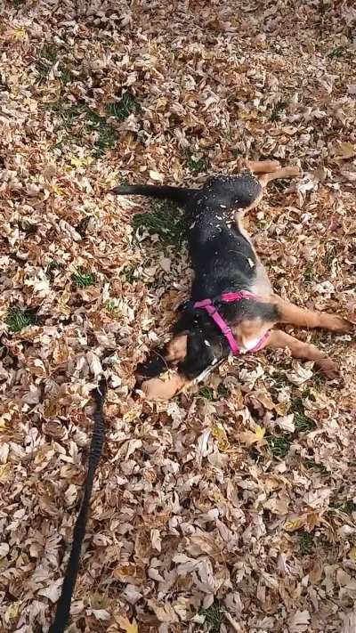 Average leaf enjoyer